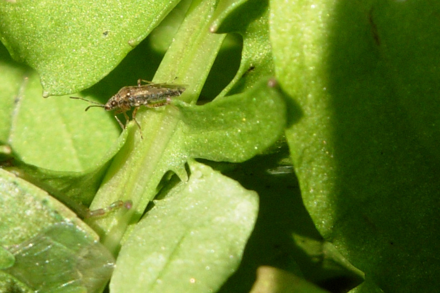 Nysius sp.